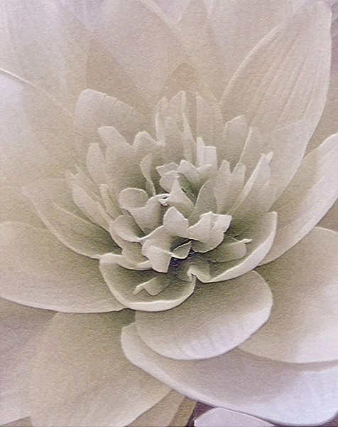 Winter White Lotus In Lavender