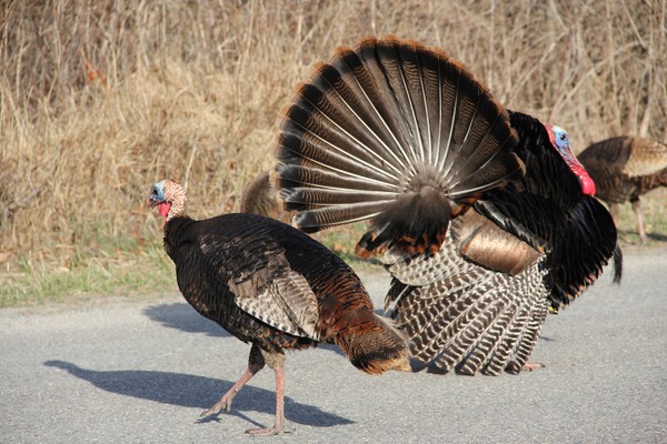 Wild turkeys- Adult male and yearling male Display