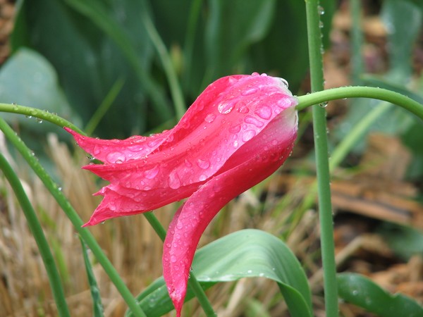 Deep pink Raindrop tulip