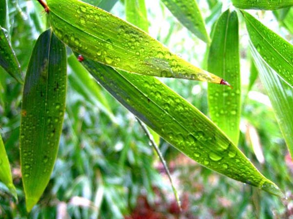 Raindrops on bamboo Leaves