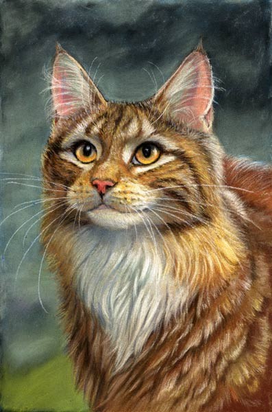 curious cat - Maine Coon