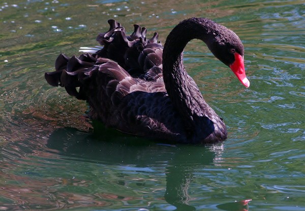 Black Swan Revisited