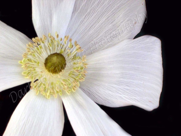 white flower closeup