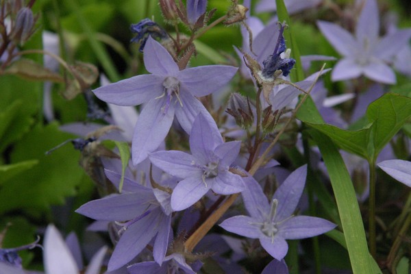 Bluebells