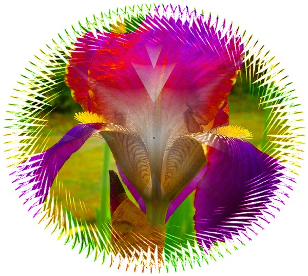 Iris (Multicoloured)