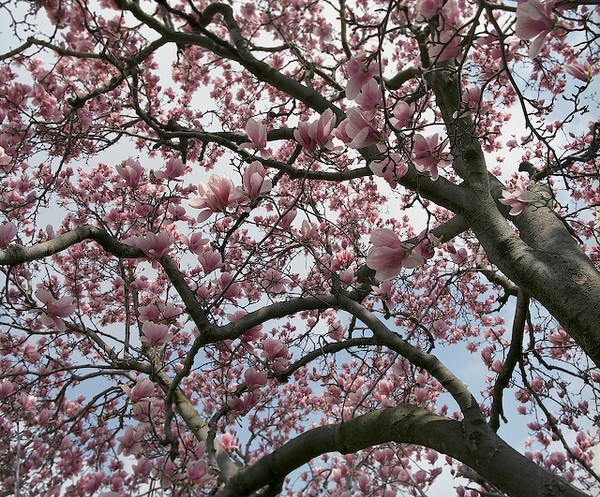 Magnolia_Blossoms