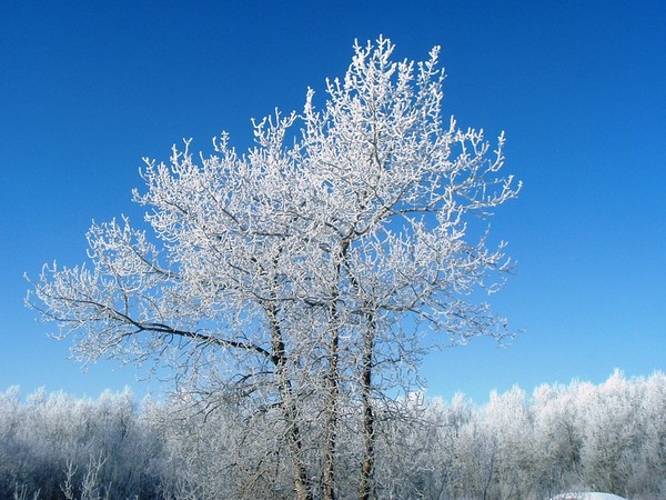 Frost on the trees
