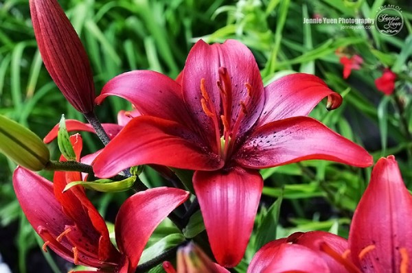 Red Lilies