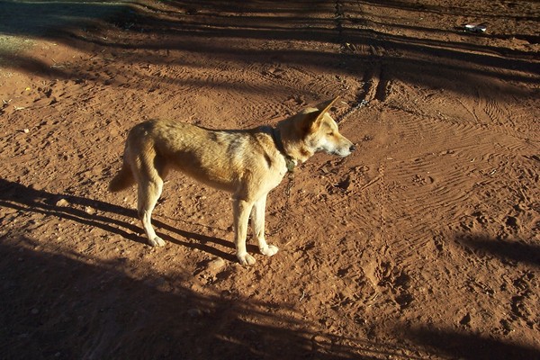 A Dingo Alice Springs, Australia