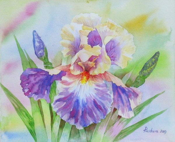 Yellow Violet Iris II 