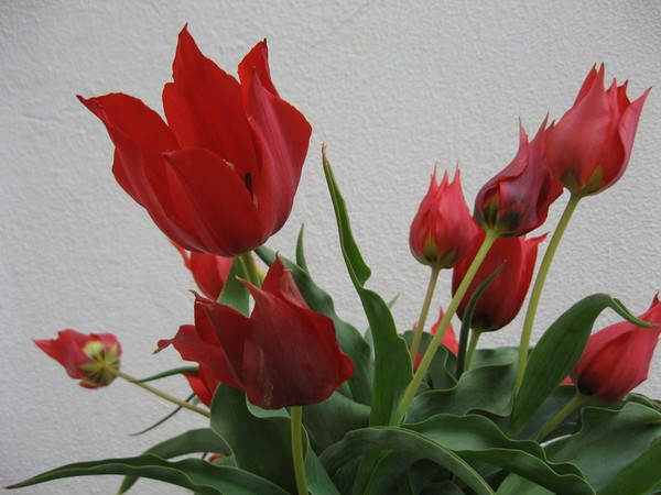 Wild Tulips of Laconia