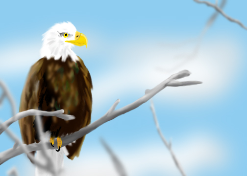 Bald Eagle on Tree Limb