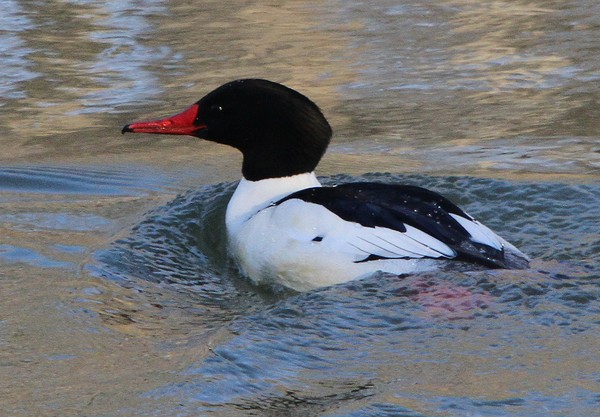 Male Common Merganser