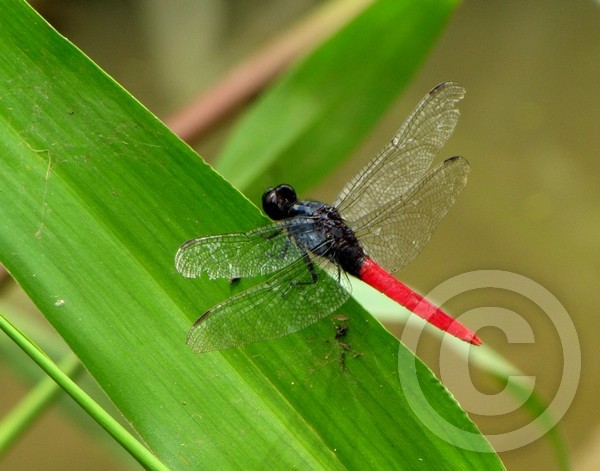 Red-tailed Dragonfly!