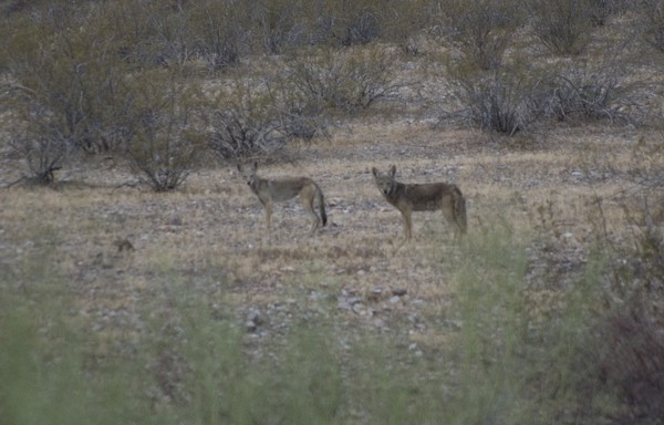 Mother with young