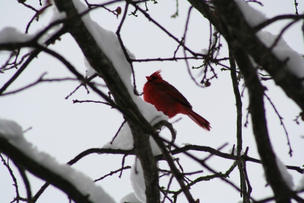 Cardinal 1
