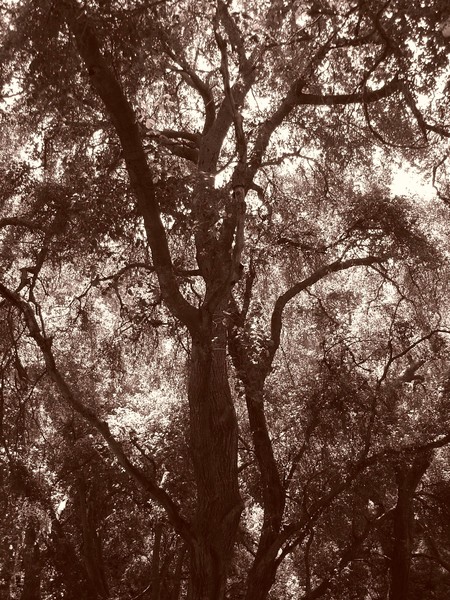 Southern California Oak Trees