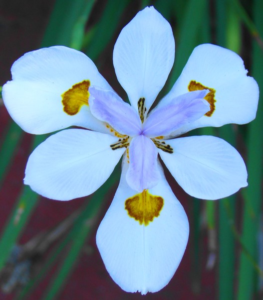 White Flower