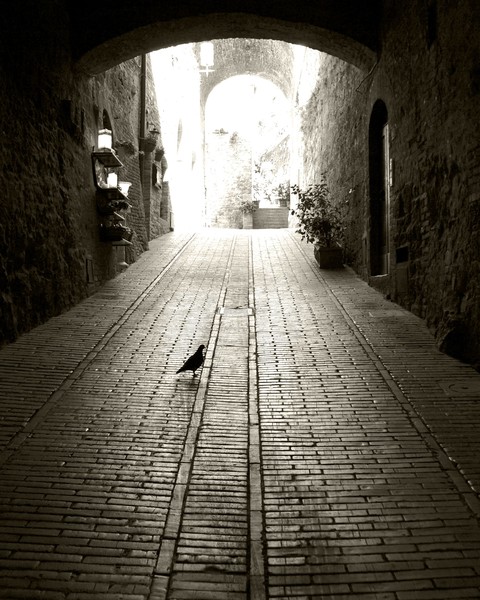 San Gimignano Bird
