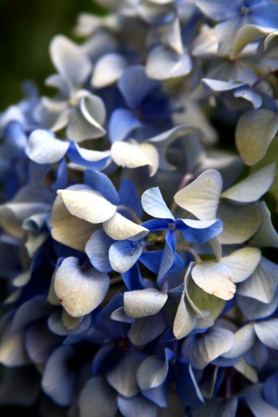 Carol's Blue Flower