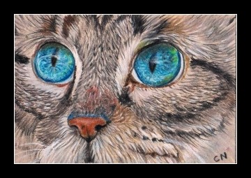 aceo cat blue eyes