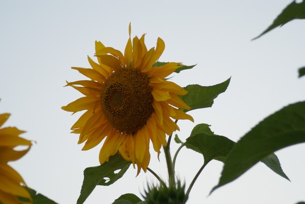 Sunflower Bliss