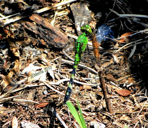 Green Dragonfly