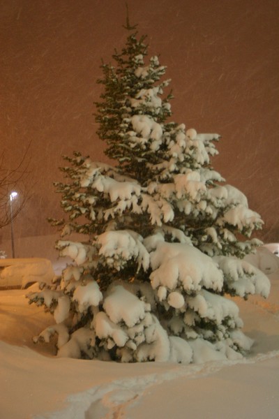 Snowed tree