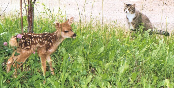 Fawn and Felix