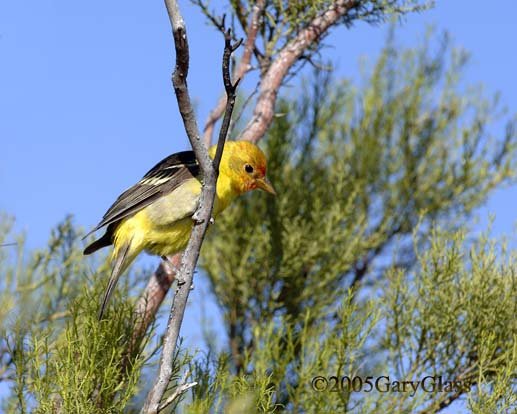 Looking for Mrs Tanager