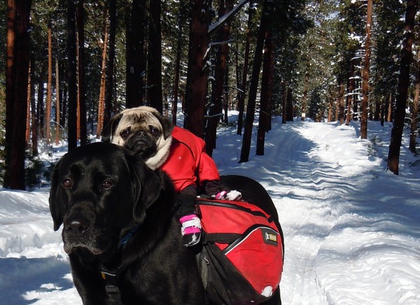 pug-backpack