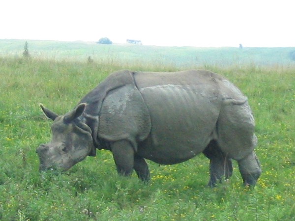Browsing Rhino