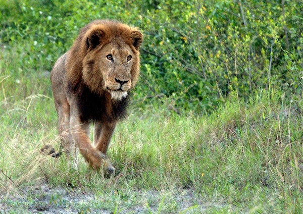 Stalking lion