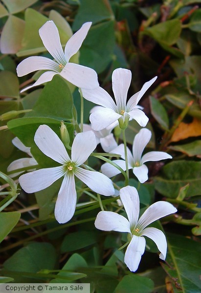 Oxalis in Bloom