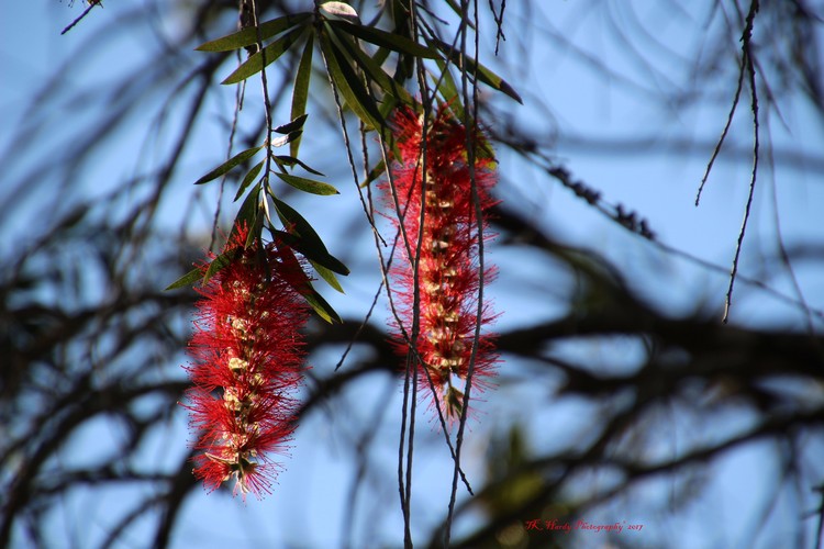 Bottle Brush 2