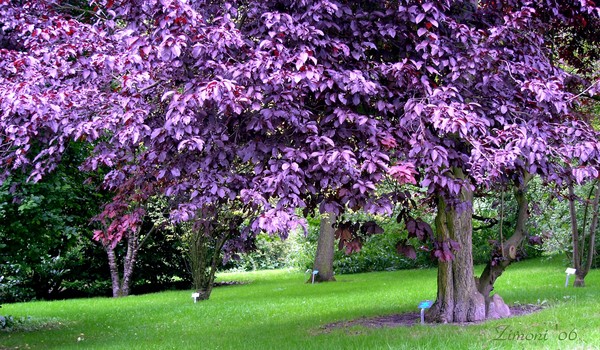 purple tree