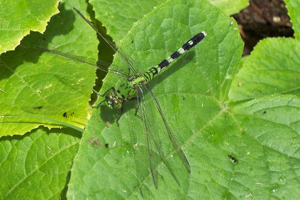 Green Dragon on Green Leaf