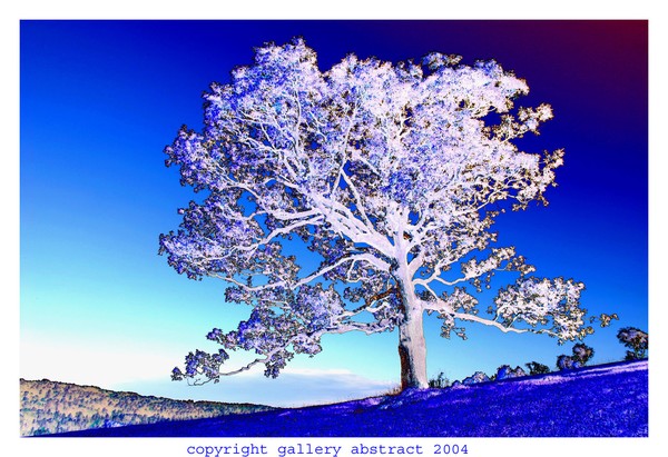 White Tree on Blue