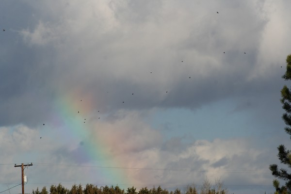 Rainbow n Birds