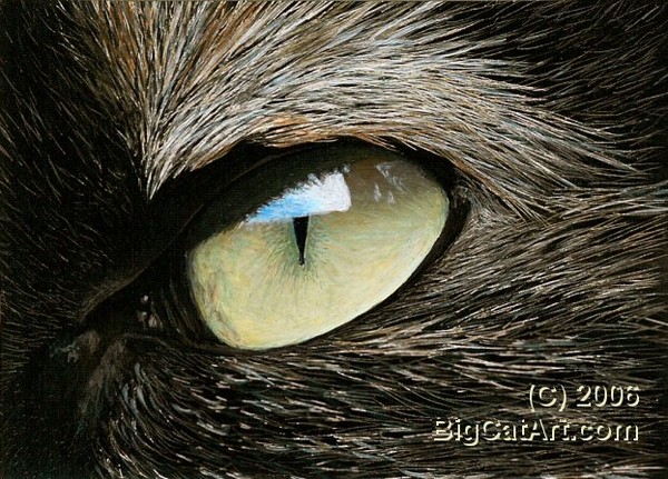 Cat's Eye IV