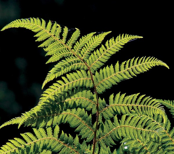 The Curve of the Fern