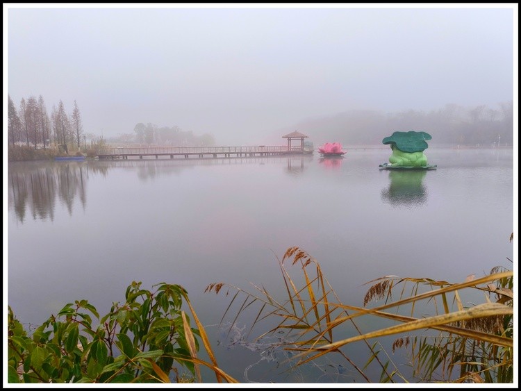 frog in fog