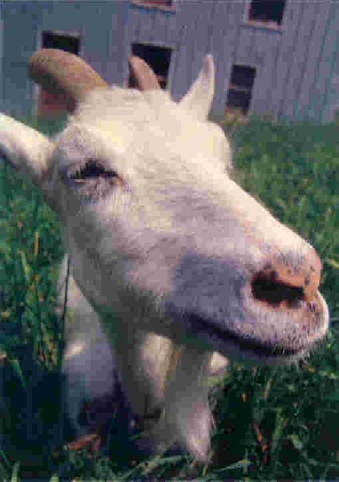 Goat - Chevre