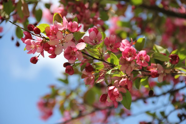 Early spring Crab-apple blooms gracing the sky