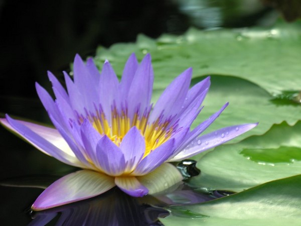 A Water Lily for Christine