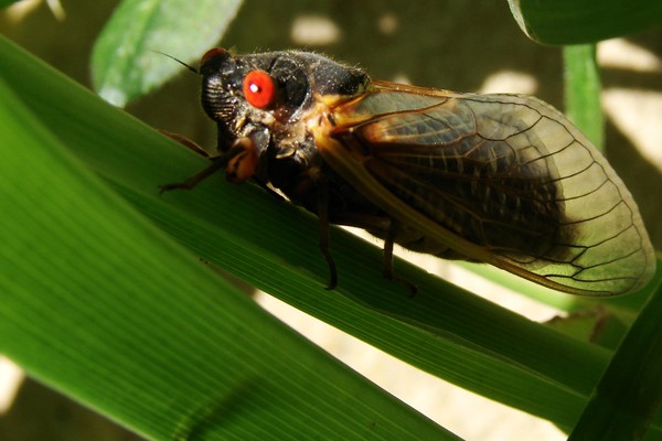 Cicada after