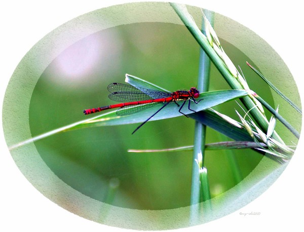 Red Damselfly