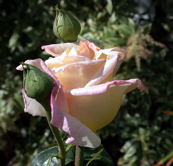 Peace Rose