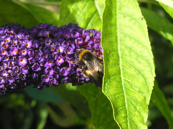 Bee and Buddleia 1