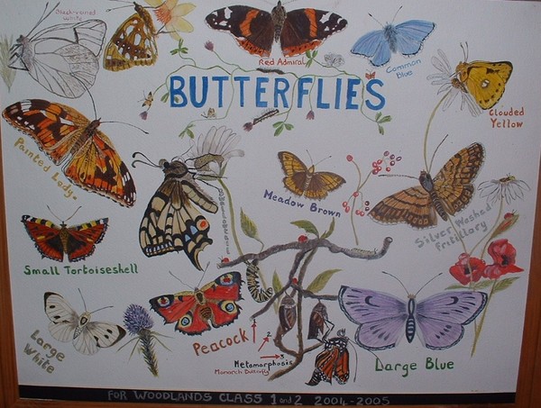 Butterflies for Class 1 and 2